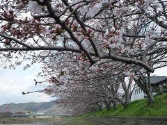 のんびりお花見～夢前川に咲く桜たち～２００９年