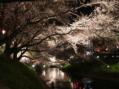 五条川の千本桜　ライトアップ