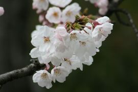 2009春、桜の季節の岩崎城(4/4)：模擬天守、天守閣内の展示品、二の丸、ソメイヨシノ