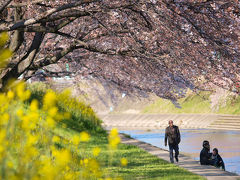 ドラマ生まれる町　各務原で撮影した桜