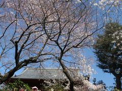 桜の花がやっと開花しました！