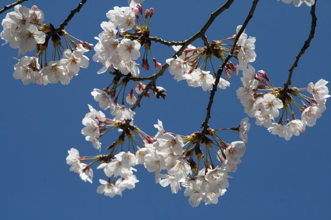 2009春、桜の季節の浜松城(2/5)：天守、染井吉野、赤鳥居、稲荷社、家康手植えの蜜柑