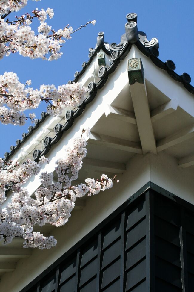 2009春、桜の季節の浜松城(5/5)：模擬天守、城内の桜散策、野面積の石垣、古井戸跡