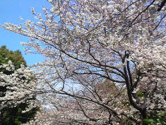 2009年の桜　浮間公園周辺