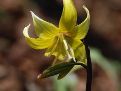 山里の花紀行　カタクリの里 　　2