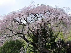 藁科川の桜