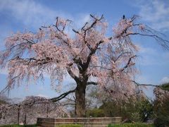 ☆大阪、神戸、奈良、京都　パート４　京都☆