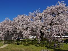 【京都】　醍醐寺の枝垂れ桜