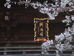【法華経寺・清華園】（2009年4月2日）桜は3～4部咲き