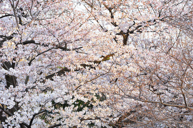 明治通りのすぐ北側、戸山公園の桜です。