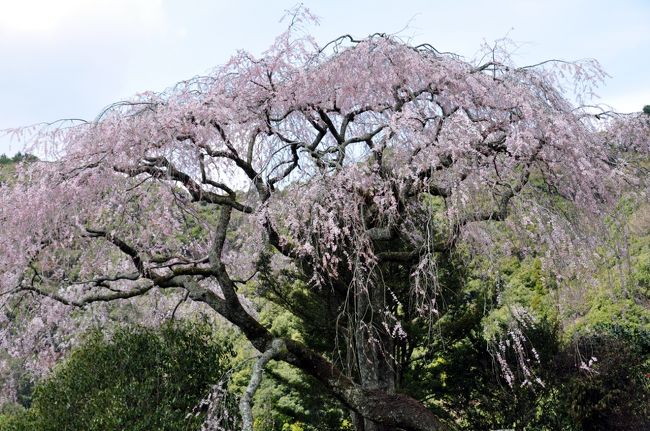 枝垂れ桜の巨木があると聞いて行ってきました。