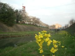 袋川沿いのお花見は、ちょっと早かった。