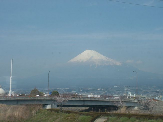 京都、奈良の古都の旅行記は、もっと、ず〜っと美しく、かつ丁寧に作られたのが投稿されているに違いないと思いますんで余り多くを記述しません。で、むしろ、青春１８切符を使って行けばどうなるか、って、またまたおせっかいな投稿です。<br /><br />ところで最近はなぜ海外旅行のピッチが落ちたか、興味のある方は居ますか？返事がないので、その件は省略します。<br /><br />青春１８切符の内容と使い方、各方面への列車時刻表については、「青春18きっぷとは」で検索すれば詳しいのが出てきます。要するに、学生の休暇時期限定で、ＪＲで1日乗り放題切符が、5回分で、11,500円で購入できます。例えば、東京−大阪間を、快速、鈍行で片道を2,225円で移動できるってことです。<br />つまり、暇人用の、節約力旺盛な人で、しかも好奇心並びに体力ある人のための特典です。<br />ちなみに僕の場合、東京に出るまでＪＲが無いので800円程度掛かり、そこから大阪まで2,255円って、アンバランスが生じるのです。<br />先述の「青春きっぷとは」で調べ、平日東京発９：３３熱海行きに乗ろうと行ったのですが、早めに着いたので、快速アクティー９：１５分発に乗れました。で、結局は大垣で、９：３３発で乗り継ぐのと同じ列車になってしまうのです。かように結局は「青春１８きっぷとは」で紹介する列車に収束してしまうのですが、記載の乗継列車に乗るよりは、早めの列車に乗ると、乗降者数が少なくなるとか、例えば途中でトイレに行けるとかの、余裕ある行動が取れるようです。<br />帰路は、青春切符に記載通りの大阪発７：０３って列車で、出発したのですが、富士に着くまでラッシュアワー並みの人々、概ね熟年者達と行動が一緒で、席の奪い合いに終始しました。<br />●この教訓からすると、記載の列車よりは早目の列車で行動して、ネックとなる列車の場所に早く着くようにすると、乗り換えが容易になるわけです。<br />●もう一点は、「青春１８きっぷとは」に記載の乗換えだと、途中駅からの乗車になる場合があり、出来るなれば始発駅で乗換る方法が良いようです。但し、殆どは始発駅を十分に考慮したスケジュールを掲載しています。<br />●昼食時間が、往復とも熱海−浜松間の通常鈍行になる場合が多いのですが、この区間は、地元の通学、通勤、買い物列車で弁当を食いにくいって問題があります。でも、しゃあないですから、東京駅のコンビニで買ったおにぎりにくらいつきましょうね。早目の列車で行くと、空いた列車に乗れるとか、駅での待ち時間にくらいつけるとか、も工夫できます。<br />●富士山は、富士駅前後で美しい姿を見ることができます。<br />それに蛇足ながらも加えますと、東京駅から行くと、富士駅を過ぎた辺りで、1940年頃に、僕の先輩が、大昭和製紙に収めた「製紙用チップの旋回式山積み機」が、鉄道の右側（富士山側）のすぐ脇のヤードにチップの山を作っています。この先輩は思いもよらない発想の持ち主で、見事な設備を計画する人でして、この設備でもこの能力を発揮してなかなか恰好の良い設備となっています。実は、そのずっと後で、ＪＲの鉄道越えでの別の新ヤードにチップを運ぶ設備が計画され、僕が見積もったのですが逸注しました。が、今でも鉄道越えの装置が無いところを見ると、その計画は実現しなかったか、若しくは、計画が変わったものと思えます。<br />●ヤマトタケルの尊で有名な、くさなぎ駅とか、家康の岡崎、関ヶ原って歴史的名称の駅だけではなく、秀吉の矢作川、桶狭間のあった大高周辺、斉藤道三の岐阜、なんぞと、歴史の流れに頭をめぐらす地名がどんどんと出てきます。<br />特に関ヶ原を通過する時には、西軍と東軍がどう布陣したかとか、大垣からどう移動したのだろうか、等と考えてしまいます。<br />これって非常に楽しいです。ついでに加えると、淀川周辺では、楠正行が布陣した八幡山とか、明智光秀の天王山とか、興味深い歴史地点があちこちにあります。<br /><br />では、京都、奈良での行動を要約して記述します。<br />●平等院から宇治上神社、その後、伏見稲荷を散策しました。<br />平等院は、子供の頃に行っただけですが、平等院って繊細な建築物であるとか、池越えに如来さんの顔を拝めるとか、如来さんの額に水晶が埋めてあるとか、楽しい事実に気づきました。それだけでなく、宇治川は、木曾義仲と源の義経の戦った場所ですが、なぜ京都の南端が戦いの場となったかが地形的に十分に判りました。要するに、琵琶湖側から京都に行く通路は、宇治川に沿って進むのが最も容易なルートってことですね。<br />伏見稲荷の千本鳥居って、山の上まで延々と続いていて、とても疲れてしまったです。でも、鳥居の年代とか奉納者をみているだけで楽しいものですよね。<br />●山科の琵琶湖疎水（僕ひとりの単独行です）<br />最寄駅が高槻ですので、JR新快速で山科に向かいました。３月３１日ではちょっと櫻は早過ぎたようです。それとも、今年は桜の色が冴えないか、木が弱っているかのように思えました。どなたか、最盛期に行って報告してもらえないでしょうか。<br />琵琶湖疎水を、琵琶湖側トンネルから山裾に沿う疎水脇を、南禅寺側のトンネルまで歩き、そこで少しもどって山裾から山科盆地に降りて山科駅に戻りました。<br />ＪＲで京都駅に戻り奈良線で奈良に向かいましたが、ＪＲは実に有機的に接続してるな、と感心しました。<br /><br />(注記）疏水は山科盆地の北の端を山の中腹に沿って、くねくねと、多分、3km程度地上を流れ、京都インクラインに続くトンネルに入ります。この様子はYAHOO地図で山科って入力すると見られます。山科盆地自体が、盆地と言うよりも、狭い谷間です。しかも、その谷は京都の南端の宇治よりちょっと京都側の六地蔵ってとこから、北東に入り込んだ谷で、大津側とは山で阻まれています。（上記地図を航空写真様式にすると判ります）<br />大津側からは、宇治川が山科との間の山に沿って、六地蔵よりもまだ南側の平等院あたりに南下して流れ京都盆地の南端に入り、そこから北上して鴨川と合流して淀川になってます。次いで木津河と合流します。この辺りの地勢って今回初めて気づいたですが、東から京都に攻めのぼる場合は、宇治川を瀬田の唐橋で越えるか、宇治川に沿って、宇治に至るまでの間で渡ることになりますね。宇治川流域の京都側の山はそれほど深くないから、いろんな経路で京都側に入れるので、京都は守るに難いってことは、こんな地勢のせいだと、いろいろと勉強できます。<br /><br />●奈良には何度か行ったけども、ＪＲで行くのは初めてです。で若干戸惑いましたが、初めての３条通りを東に向いました。通りの先の右側で、先ずは猿沢の池を見渡し、次いで左の興福寺へと入ってゆきました。いいですね、日本の古い建造物って。東金堂、５重の塔、南円堂、３重の塔、と、どれを取っても美しいです。ただ鹿が多数いるんですけど、連中って、無愛想で生意気な顔付をしてます。このどれもが、この歳になって判ったのです。特に、建造物の美しさと大きさはローマ時代の建造物に劣らないって初めて気づいたのです。<br />その後、南大門を経て東大寺に行きまして、もっと感動しました。なるほど、僕の生来の感性だと、日本の古代建造物や仏像の良さが判るには、歳を経ねばならなかったのだと実感したものです。<br />ところで、ローマやイスタンブールのドームの最大径は５０メートル台ですが、東大寺の主要寸法と同程度です。人間の作るものって同じなんでしょうか？<br />●いろいろと感心してから、ＪＲの駅に戻り、直ぐに発車する列車が難波行きでしたので、これに乗り、天王寺で降りて環状線で京橋駅に行き、学園都市線（昔の四条畷へ行く片町線）で河内磐舟駅に行き京阪に乗換えて枚方まで戻りました。凄いですね。一日ＪＲは１８切符の独断場でした。<br />ところで天王寺に行く途中で、久宝寺から学園都市線の枚出に接続する新線が出来ていたのですね。近畿も便利になってます。<br />●翌日は、飛鳥めぐりを楽しんだのですが、丹波橋から飛鳥まで近鉄で片道８２０円です。う〜む青春１８ってほんとにいいなあ、とつくづく考えました。<br />飛鳥って奈良盆地の中央にあるのかと思っていたのですが、奈良盆地の南端の東側山裾の谷合にあるってことを知りました。恐らく当時は奈良盆地は今よりの湿地化していて、人が住むのは山際であったと思えます。橿原神宮駅から飛鳥をめぐり飛鳥駅に行くコースを歩きましたが、全般的には、僕の育った昔の村々って雰囲気でした。日本最古の仏教寺や、聖徳太子生誕と言われる橘寺、酒船石や石舞台、高松塚古墳（工事中だが、壁画館でその素晴らしさを十分に味わえる）とか、かような辺鄙な谷合が日本の文化発祥の地であり、それほどの経済力が生まれるであろうかと不思議に思えたのです。ただ、この時代にはまだ文字が無かったってことが信じられないほどの文化を擁していたことになります。とにかく、一度は訪れるべき場所でした。<br /><br />ってことで、僕の奈良、京都旅行は無事終えたのですが、桜を見るなら、もう一週間遅らせるべきであると勉強しました。青春１８きっぷは、4月10日まで有効ですから来年はこの線でと考えています。<br /><br />写真掲載は終了しました。<br /><br /><br />