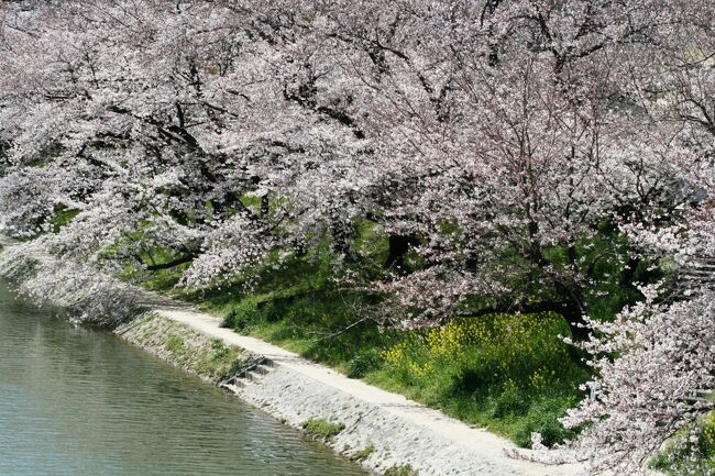 2009春、桜名所百選・岡崎城(1/5)：岡崎公園前駅、天守閣遠望、乙川、伊賀川、菜の花