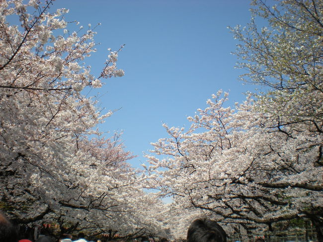 お花見日和♪のお天気でした～<br /><br />前日になんだか無性にお花見に行きくなったので・・・<br />友人を誘って上野公園の桜を見てきました。<br /><br /><br />とっても素敵でした。<br />