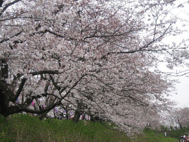 先週まだまだだった幸手権現堂桜提。今週は７〜８分咲きとなって、人でもワンサカ。今日の暖かさと風の無さで、満開になっていくでしょう！