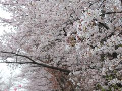 宮川堤の桜（２００９）