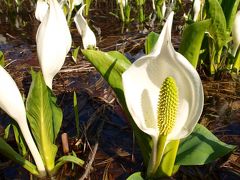 「 水 芭 蕉 と 咲 花 温 泉 」 の 旅 ＜ 新潟県五泉市 ＞