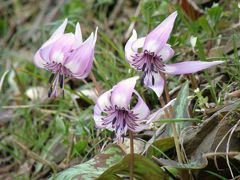 佐用町花めぐり　その２　カタクリの花