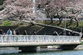 2009春、桜名所百選・岡崎城(3/5)：模擬天守、ソメイヨシノ、露店街、乙川、埋橋、野鯉