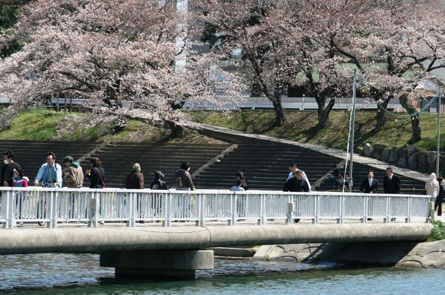 桜の時期の岡崎城の紹介の続きです。ソメイヨシノは五分咲ほどでしたが、雲一つない秋の好天に恵まれた一日でした。見学している間にも、ソメイヨシノの開花が進んでいるようでした。