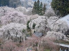 秩父の桜を求めてのハイキング?清雲寺の枝垂桜