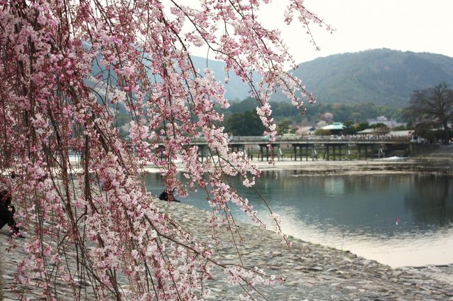 長い間、寒さに負けて冬眠状態だったみにくま夫婦。<br />４月に入りようやく暖かくなってきたので、桜をさがしに京都嵐山までやってきました。<br /><br />この時期の嵐山も、紅葉の時期ほどではないにせよ、花見の観光客でごった返すのかと思いましたが、それほどでもなかったです。<br />その証拠に、今回予約した旅館は、宿泊の１週間前にまだ空きがありました。<br /><br />観光一日目は平日の金曜日ということで、仕事が終わってからの上京だったので、あまり観光する時間が無く、旅館周辺の散歩だけしました。<br /><br />前から行きたかった渡月橋を中心に、中ノ島公園付近の桜を探して。