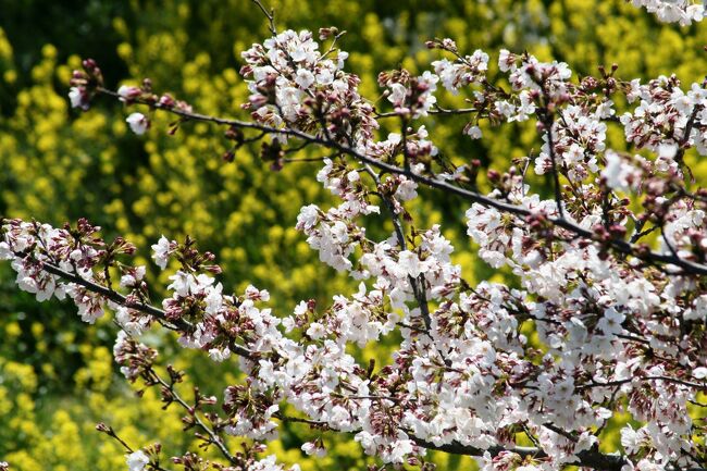 2009春、桜名所百選・岡崎城(5/5)：染井吉野、龍城堀、神橋、竹千代石像、乙川、天守