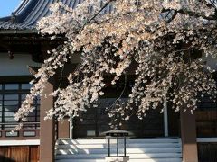 名古屋◆街ある記 名山町・香積院（こうじゃくいん）のしだれ桜