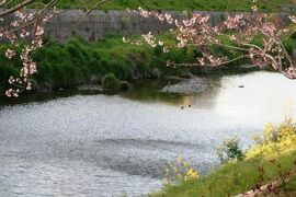 2009春、山崎川の桜の下調べ(1/2)：ソメイヨシノは三分咲きほどでした。