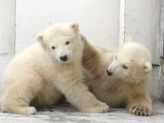 2009年 円山動物園ホッキョクグマツインズ・その１