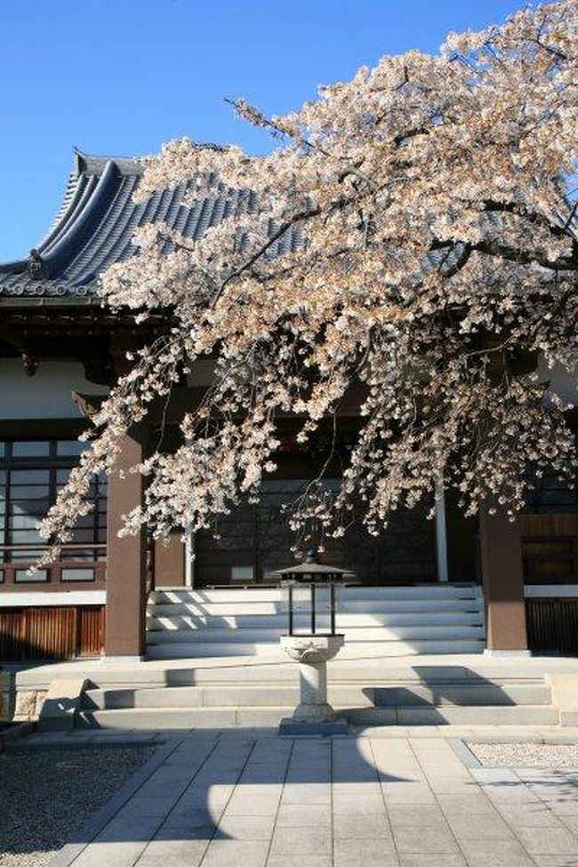 香積院のしだれ桜は、樹齢120年ほどの若木。枝ぶりも良く元気いっぱいに咲き誇っていました。<br />もうすでに散り始めたしだれ桜でしたが、それでも見ごたえは充分でした。<br />この寺院のしだれ桜は、名古屋市内で最も早く咲くことで知られる一本桜です。<br /><br />写真は、香積院(こうじゃくいん)の境内に咲くしだれ桜。