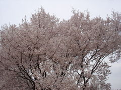 皇居の桜☆2009/04/04