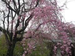 千代田区で桜探し