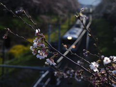 リベンジ・山北での電車と桜=駅西にて=