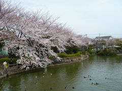 さくら、桜♪