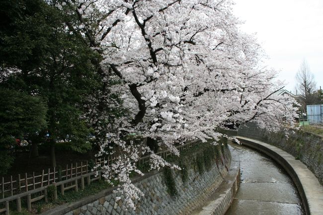 ◆まずは一言◆<br />　ほのかに薫る桜の香りに誘われて、春は気軽に外出を楽しみます。昨年は確か長命寺の桜餅を食べに行ったっけ。今年は中野通りの桜を楽しむ小旅行を計画しました。題して中野通りの桜のアーチに魅せられて。お題の通り、中野通りの両脇に植えられているほのかなピンク色の桜に春を感じながら、思い思いのスタイルで春の到来を楽しむ人々でいっぱいでした。通りにはイタリアンレストランが多く、テラス席で桜を見ながらのランチを食べている人も多く見かけました。<br /><br />　オープンカーの上からひらひらと舞い込んでくる桜の花びらを手のひらで捕まえ、普段なら何も感じないこの春のいたずらを今日は楽しむことができるほど、うららかな１日になりました。南長崎から哲学堂を越え、沼袋付近の西武新宿線の踏切を通過し右手に北野天満宮を望み、程なくして新井の交差点へ。桜のアーチはここまでで、その後はいつもの中野通りが続きます。<br /><br /><br />◆表紙の写真◆<br />哲学堂公園脇の川にかかる桜