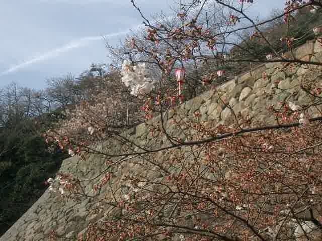 鳥取城址も桜の名所です。高いところに登って桜を楽しもうとしたのですが、まだ、すこし早かったようです。