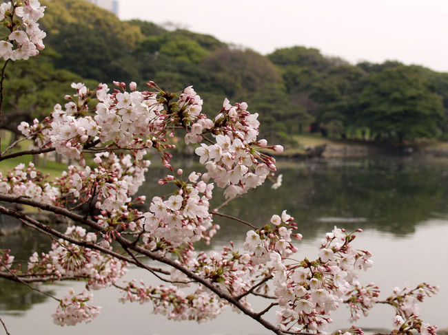 都内の桜がほぼ満開となった2009年4月4日の土曜日。<br />散歩を兼ねて、浜離宮庭園～築地～月島とお花見のハシゴをしてまいりました。<br />写真はほとんど桜の花ばかりですが、どうぞご覧下さい。