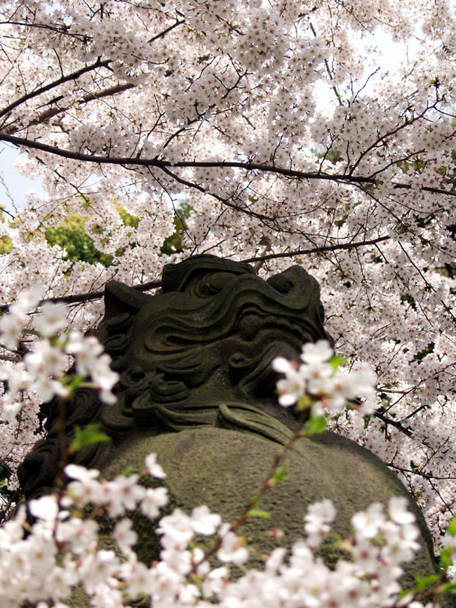 昨日の下町散歩に引き続き、散歩を兼ねて青山～赤坂にかけてお花見のハシゴをしてまいりました。<br />写真はほとんど桜の花ばかりですが、どうぞご覧下さい。 <br /><br />