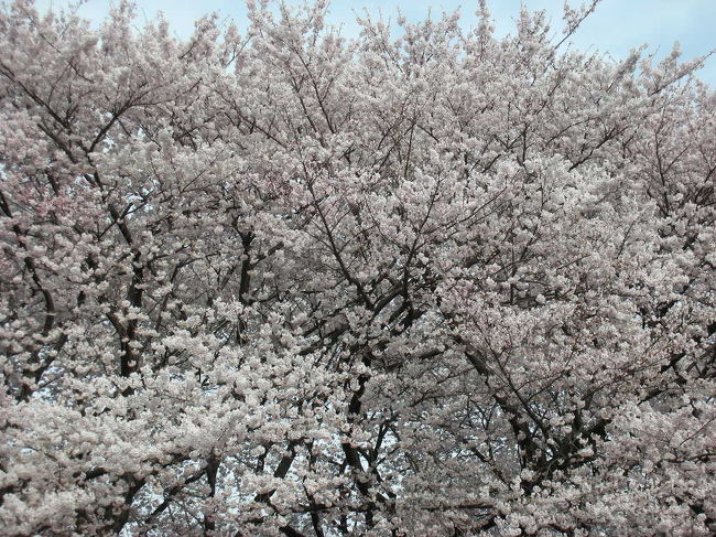 お花見してきました