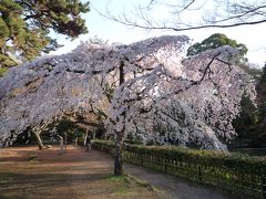 京都桜見ごろ２００９（その２）