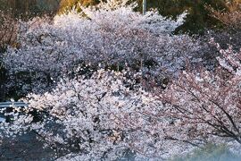 2009春、山崎川の桜の下調べ(2/2)：もう少し待った方がよい、三分咲きほどでした。