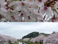 勝間田川の桜がきれいだね。（春を探しにちょっとドライブ①）
