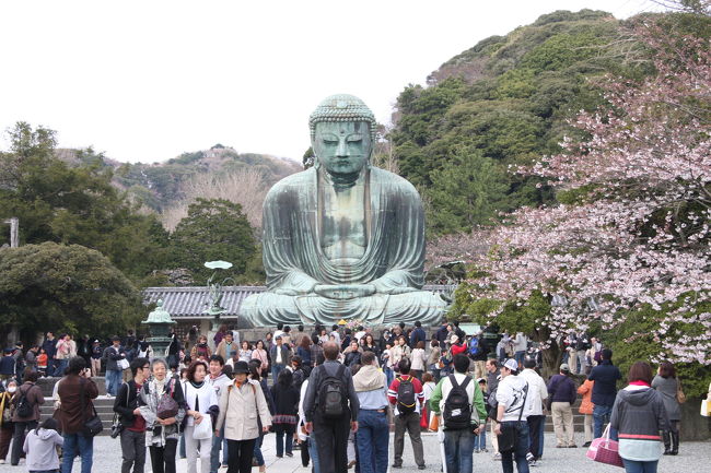 高校の同級生７人で鎌倉へお花見ハイキングに出掛けました。<br />１ヶ月以上も前から日程調整をして、この日に決めていたので、毎日、桜の開花状況が気になっていましたが、何とか桜を楽しむことができました。<br /><br />この日のコース<br />北鎌倉駅−東慶寺−浄智寺−葛原岡神社−源氏山−大仏（高徳院（大仏）−長谷寺−七里ヶ浜（アマルフィーデラセラ）<br />