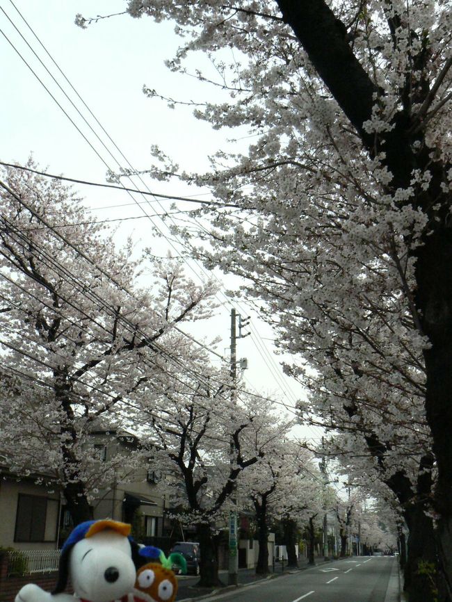 保土ヶ谷区には保土ヶ谷駅と保土ヶ谷公園の間くらいに桜ヶ丘がありますが、それとは別に新桜ヶ丘というところもあります。<br />どちらも名前の通り桜並木が続いています。<br />横浜で桜が満開になったので近所の新桜ヶ丘を歩いてみました。<br />ここは約130本の桜が道の両側に植えられています。