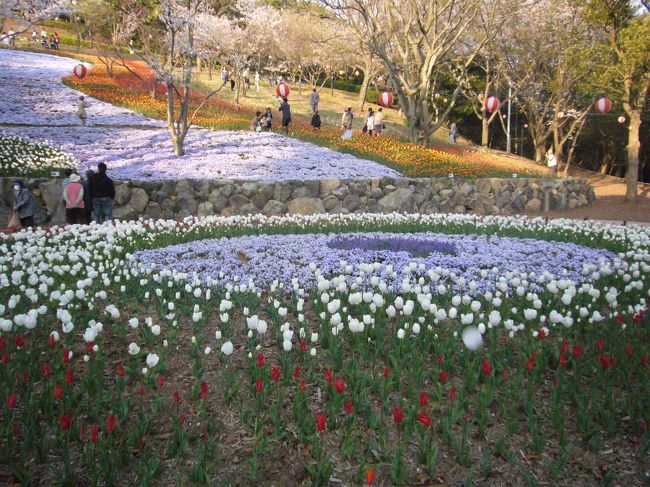 　２００９年４月に下関の火の山公園トルコ・チューリップ園に行ってきました。つい最近オープンしたばかりで、花見客も重なって大渋滞でした。<br />　チューリップは下関の友好都市トルコ・イスタンブールから送られた球根を植えたもので。火の山ロープウェイの下の駅の近くにありました。<br />　みんな楽しそうに写真を撮ってました。