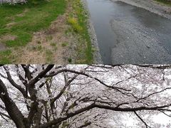 島田の桜もきれいだね。（春を探しにちょっとドライブ③）