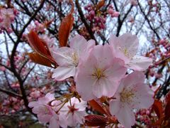 新宿御苑は桜と人で大にぎわい♪