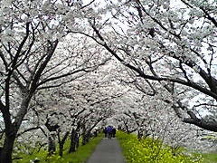 ★またまた我が妻”お千代さん”の「桜の花見」の代筆です・・・m(_ _)m